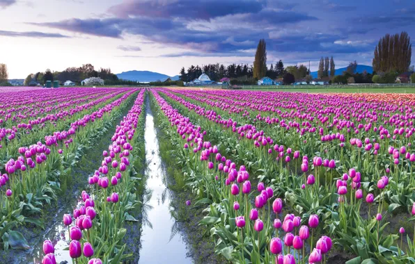 Field, the sky, clouds, trees, flowers, clouds, hills, spring