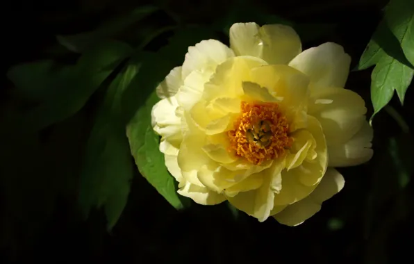 Flower, leaves, macro, light, yellow, the dark background, peony