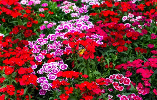 Flowers, butterfly, garden, red, pink, flowerbed, carnation, clove