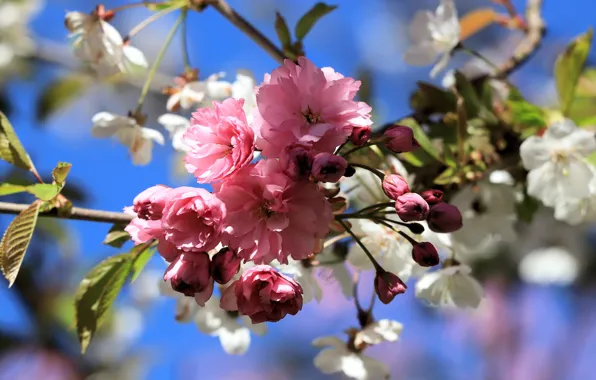 Leaves, macro, light, flowers, branch, spring, Sakura, pink