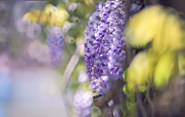 Light, flowers, blur, lilac, bokeh, Wisteria, Wisteria
