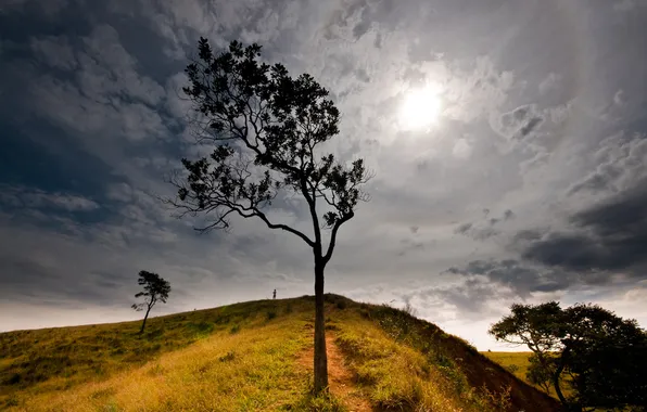Picture the sky, the sun, nature, tree, hill
