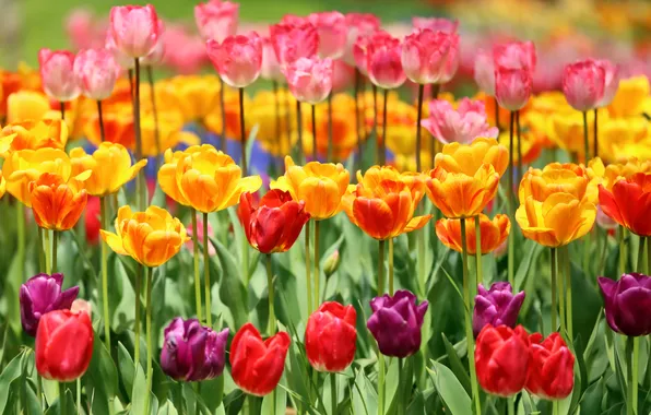 Tulips, buds, colorful