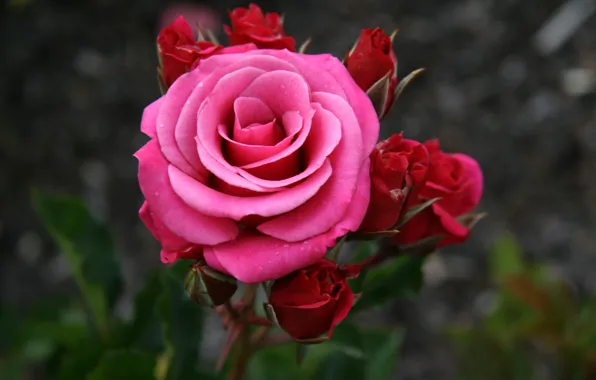 Roses, pink, rose, buds, flowers, dark pink
