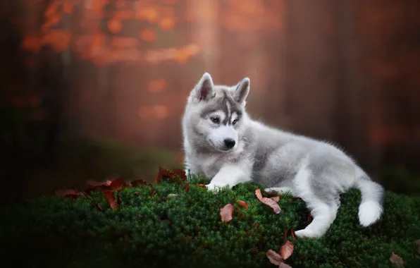Picture moss, dog, puppy, Husky