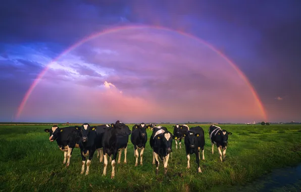 Field, the sky, rainbow, cows, Netherlands