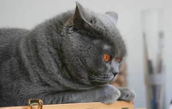 Cat, cat, totatiche