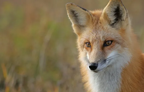 Look, face, background, portrait, Fox, red