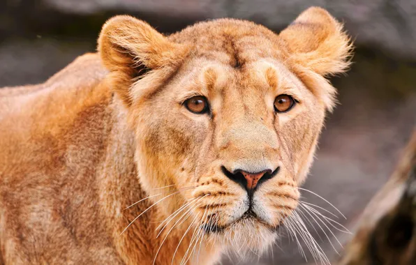 Lioness, a sad look, predator
