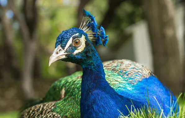 Picture look, nature, bird, peacock