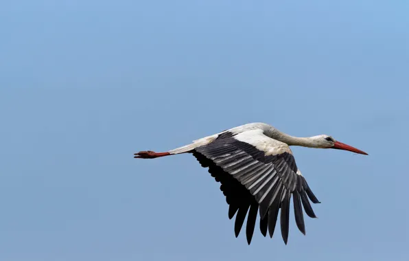 The sky, bird, stork, flight