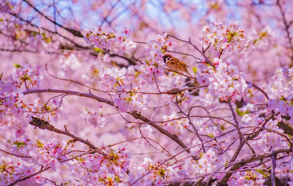 Light, flowers, branches, cherry, tree, bird, spring, Sakura