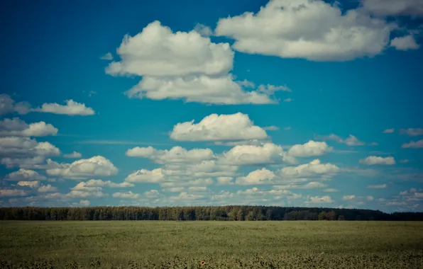 Greens, field, the sky, clouds, sunflower, Russia, rodnye prostory