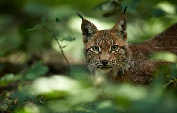 Picture greens, look, face, lynx, wild cat