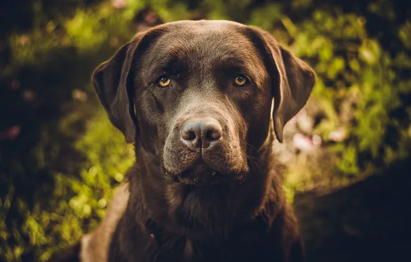 Dogs, Labrador, Retriever