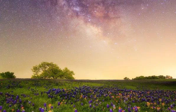 Flowers, meadow, The milky way, galaxy, Texas, Lupin, starry sky, Indian paintbrush