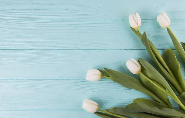 Flowers, tulips, white, white, flowers, beautiful, tulips, spring