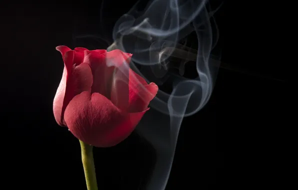 Picture flower, red, smoke, Tulip