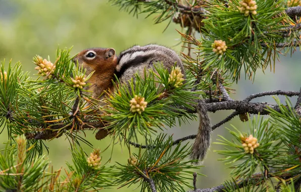 Picture needles, branches, tree, protein, pine