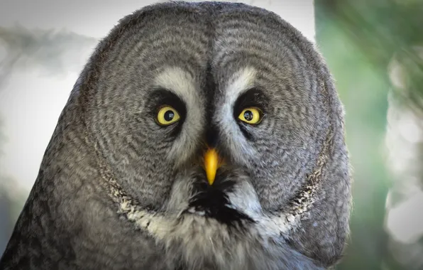 Look, portrait, Germany, Great grey owl (Strix nebulosa), Bird Park "Walsrode" (Weltvogelpark Walsrode), Lower Saxony …