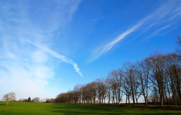 Greens, field, grass, the sun, trees, landscape, nature, plants