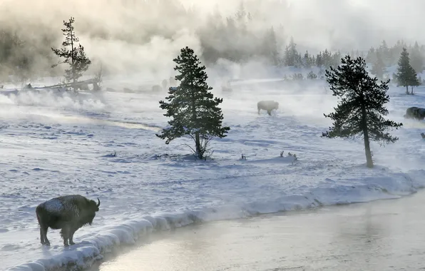Winter, snow, fog, river, Buffalo