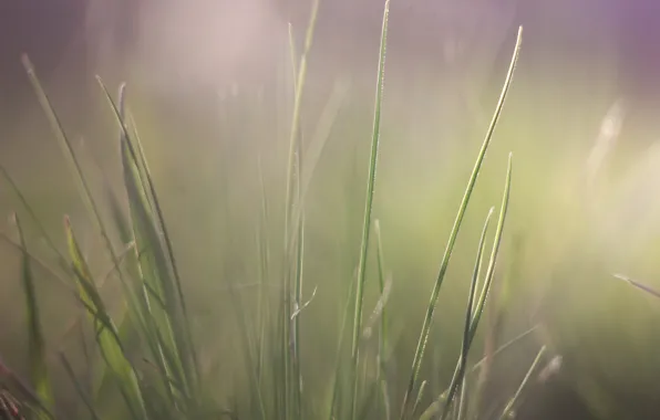 Background, spring, weed