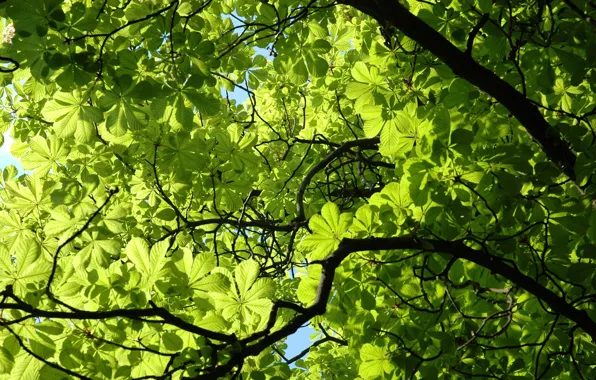 Greens, leaves, green, plant, branch, spring, chestnut