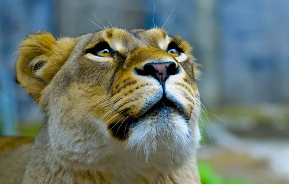 Picture look, face, up, lioness, Queen