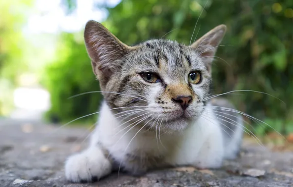 Road, cat, look, face, nature, grey, portrait, lies