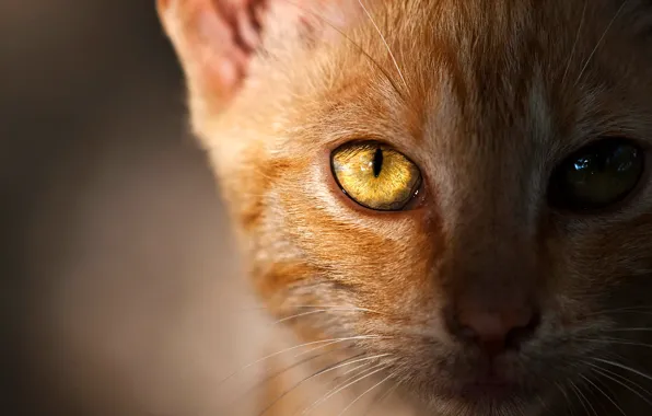 Picture cat, eyes, cat, look, face, light, close-up, background