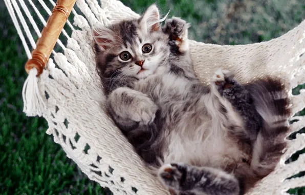Picture kitty, paws, hammock
