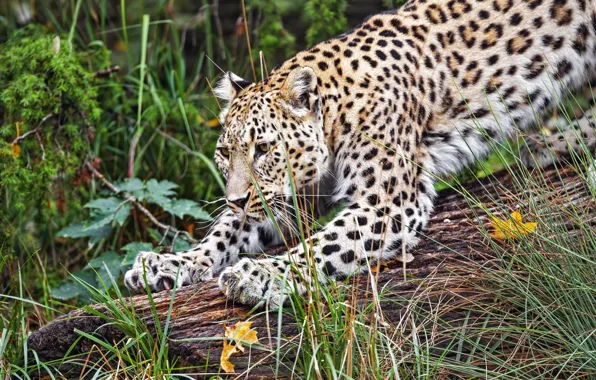 Nature, paws, leopard