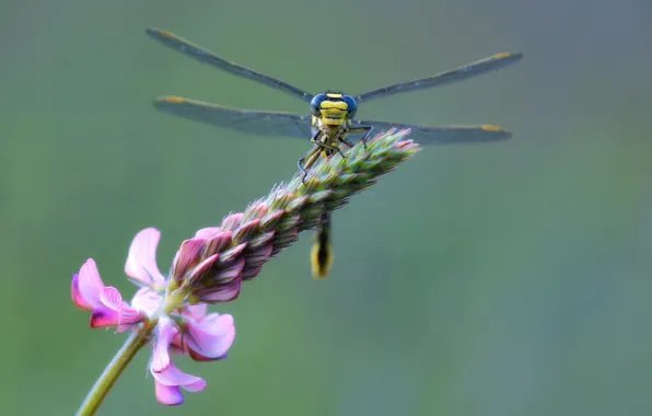 Macro, flowers, branches, dragonfly