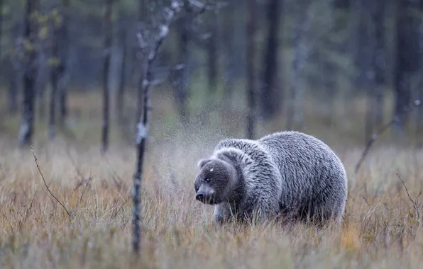Forest, look, squirt, nature, pose, bear, bear, bear