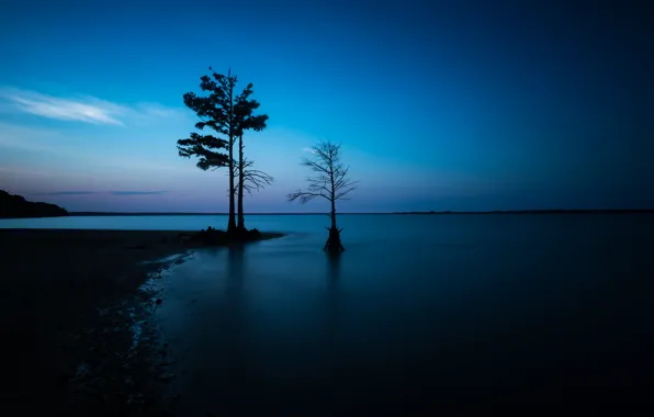 Sea, night, tree