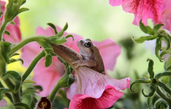 Eyes, flowers, frog, Petunia, baby