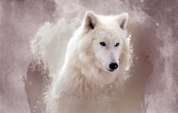 Picture white, eyes, face, wolf