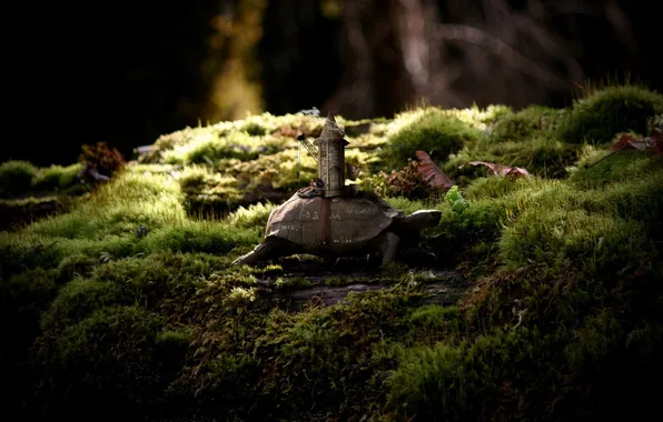 Picture grass, macro, nature, house, boat, turtle