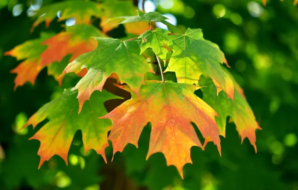 Picture leaves, maple, autumn