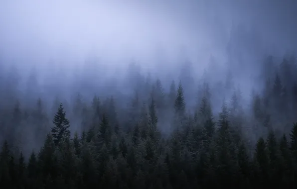 Picture forest, trees, nature, fog