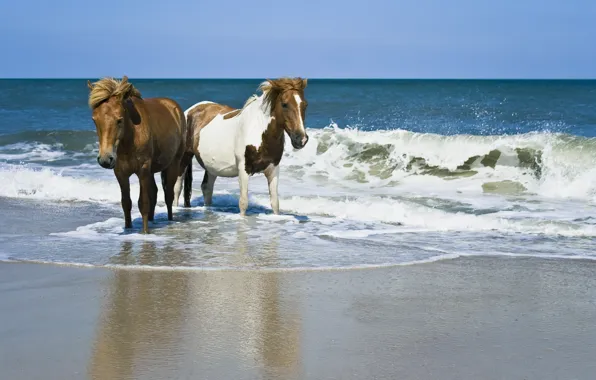 Sand, sea, Horse