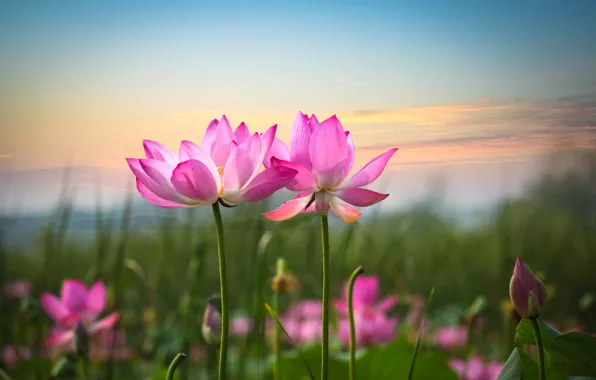 Pink, petals, Lotus
