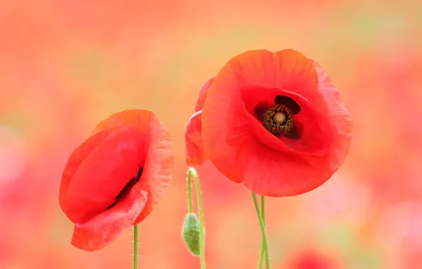 Flowers, red, background, Mac, Maki