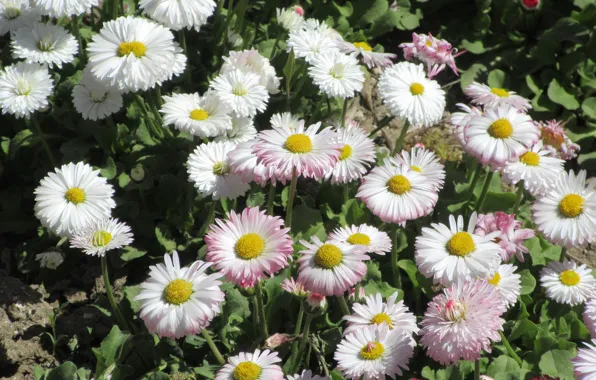 Flowers, Daisy, April, spring 2018, Mamala ©