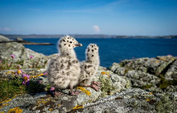 Nature, seagulls, Norway, Chicks