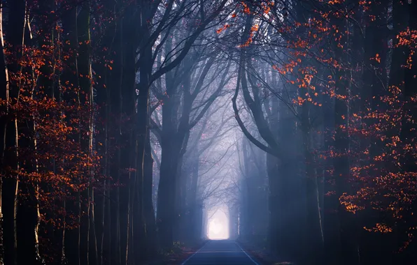 Picture road, autumn, light, trees, foliage, haze
