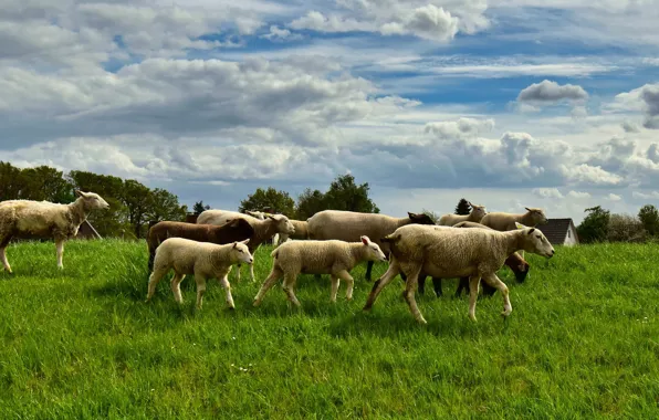 Field, summer, the sky, grass, clouds, sheep, village, pasture