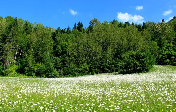 Picture forest, the sky, grass, clouds, trees, landscape, flowers, nature