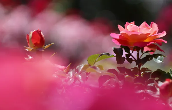 Picture leaves, light, red, background, roses, petals, pink, buds